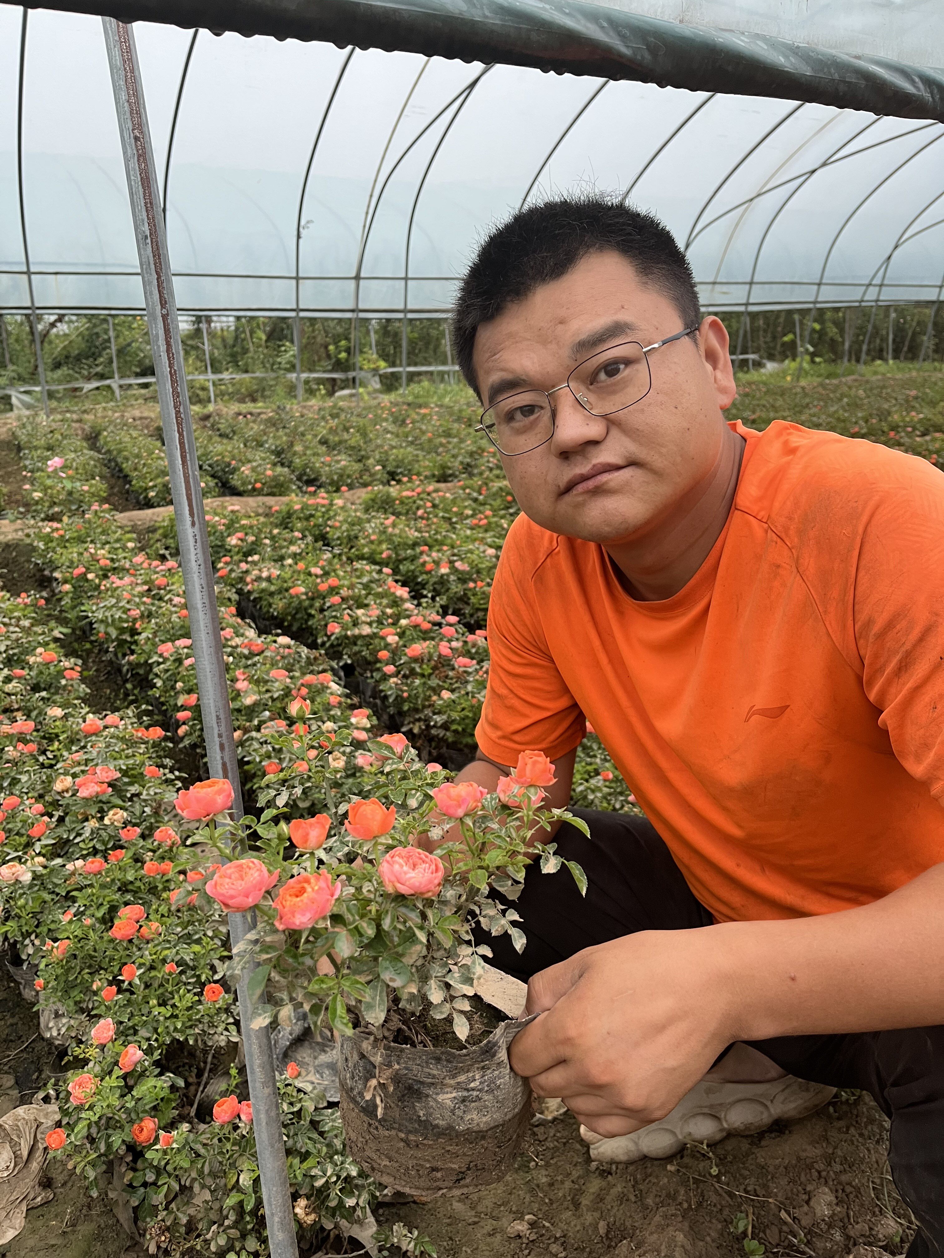 郑州博雅花卉月季基地南阳盆栽月季多头玫瑰新品小灵感对版带花苞