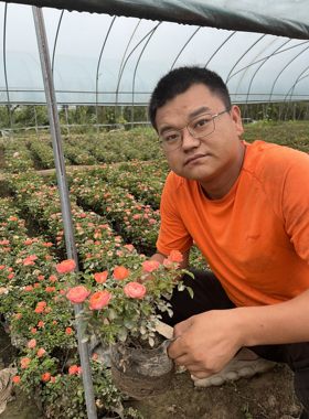 郑州博雅花卉月季基地南阳盆栽月季多头玫瑰新品小灵感对版带花苞