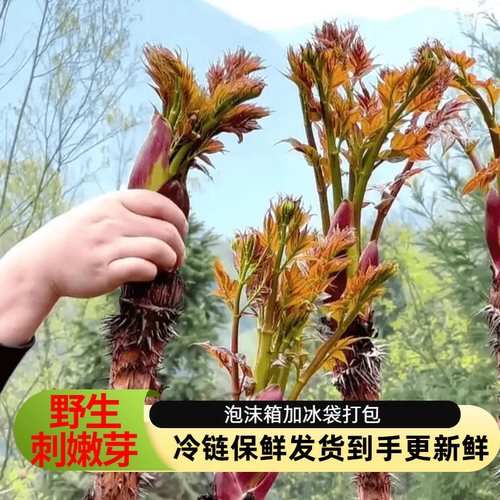 贵州刺嫩芽新鲜野生刺龙苞