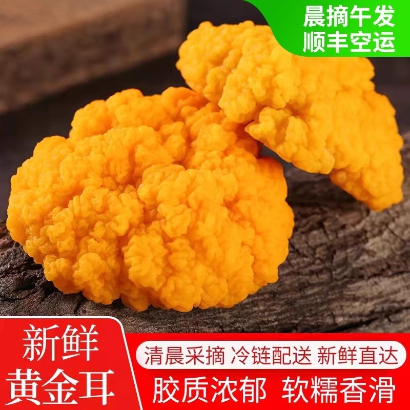 【现货空运】新鲜金耳菌现摘云南新鲜金耳黄耳菌黄金菇鲜菌蘑菇,水产肉类/新鲜蔬果/熟食,新鲜松茸/菌菇,淘宝优惠券,粉丝福利购,淘宝优惠卷