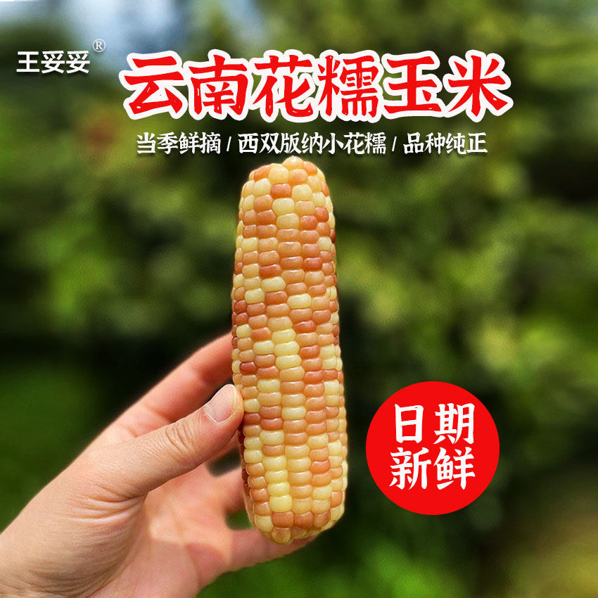 王妥妥®云南版纳甜糯小花糯玉米新鲜现摘儿童早餐玉米棒无添加剂