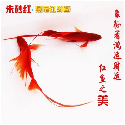 高帆燕尾红箭鱼红玛丽小型热带胎生鱼耐低温好养活鱼缸清洁观赏鱼