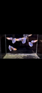孔雀鱼拉朱莉紫尾赛级凤尾鱼小型新款观赏黄金草缸