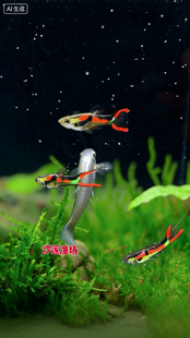 原生黑条安格拉斯孔雀鱼小型鱼热带观赏鱼灯科鱼草缸饲养