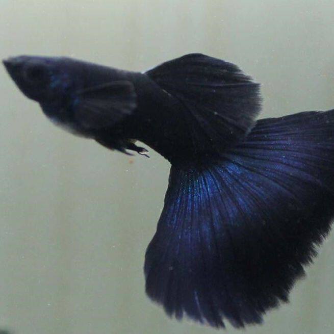 木炭黑孔雀鱼活体黑豹印度黑黑礼服观赏鱼热带鱼小型鱼报损熊猫