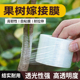 果树嫁接膜专用缠绕膜PE免拆自粘无需打结薄膜园林果树嫁接胶带