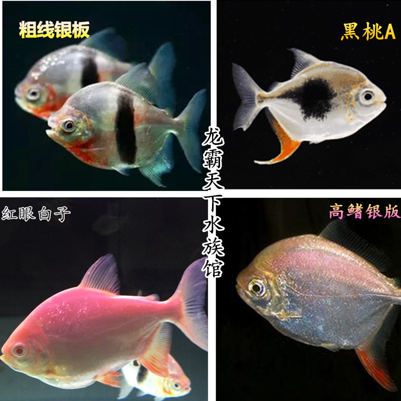 银版鱼活体粗线鱼黑桃a红眼白子银版虎纹银版龙鱼混养搭配热带鱼