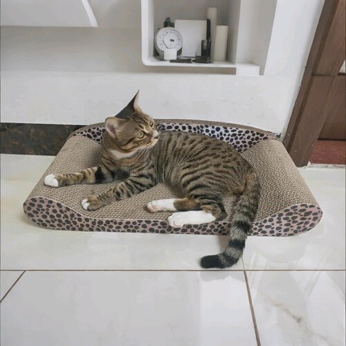 得酷大号耐磨瓦楞纸猫抓板不掉屑