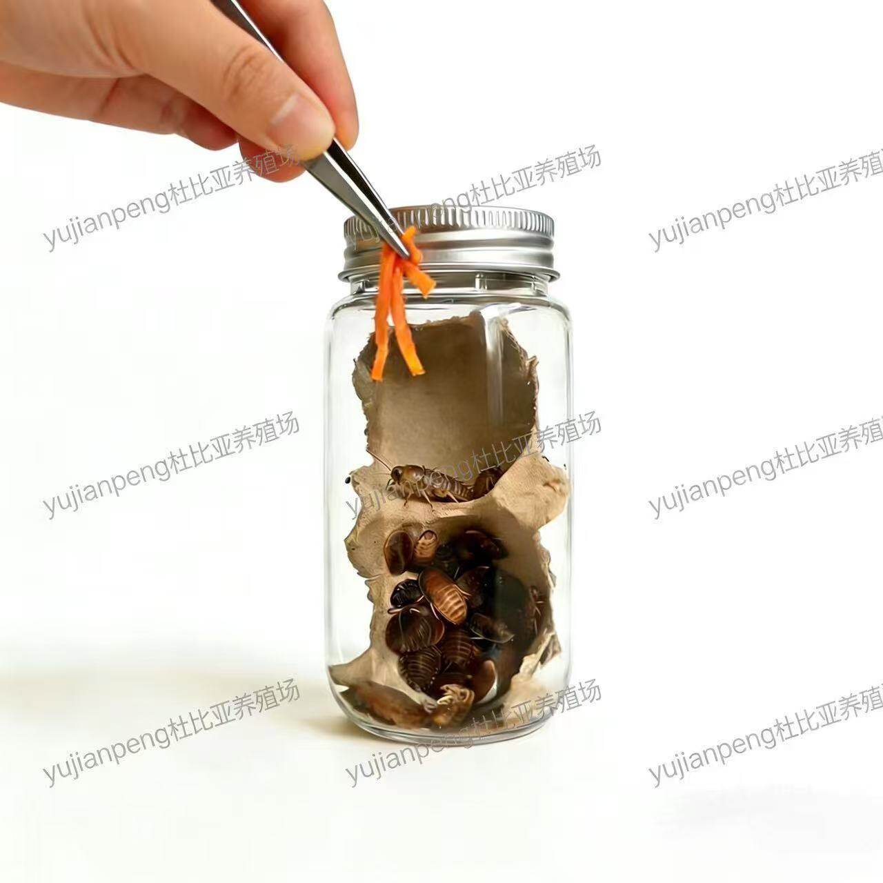 杜比亚蟑螂昆虫活饵饲料绿色养殖