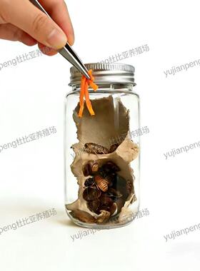杜比亚蟑螂  昆虫类 活饵饲料 绿色养殖
