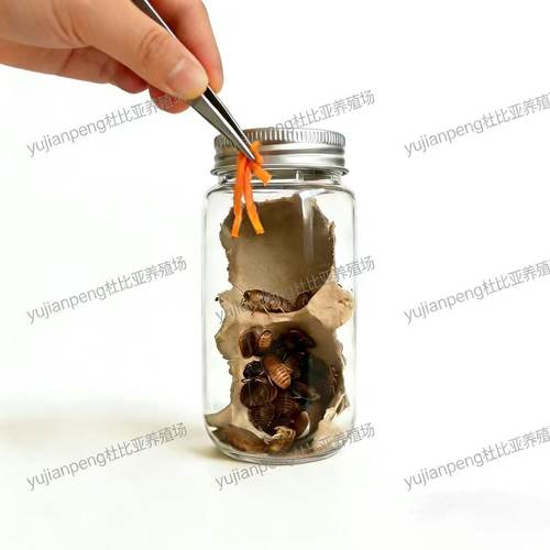 杜比亚蟑螂昆虫活饵饲料绿色养殖