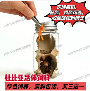 杜比亚蟑螂繁殖组幼体绿色守宫龙鱼活饵饲料新宠鸟类养殖营养活体