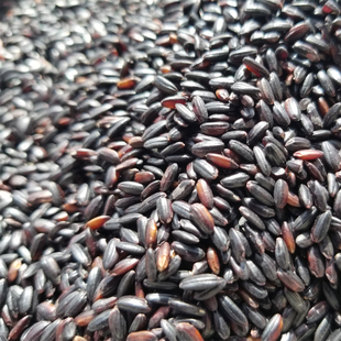 纯手工柴火熬制黑米麦芽糖无添加小建中汤入中药引子儿童零食500g