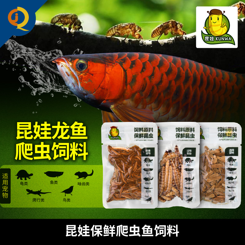 昆娃保鲜昆虫鱼食爬虫鸟龟宠物龙鱼饲料大麦虫蟑螂蟋蟀蜈蚣面包虫