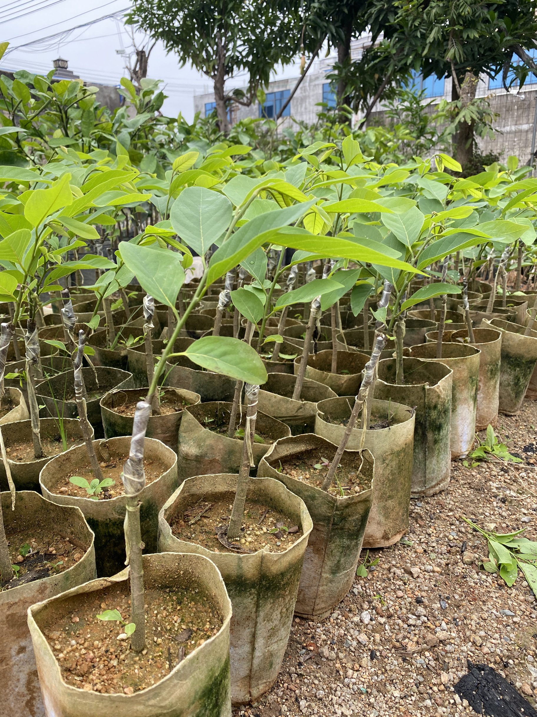 澳洲蜜香四季红龙释迦苗红皮红肉释迦苗嫁接果树苗带土带叶子包邮