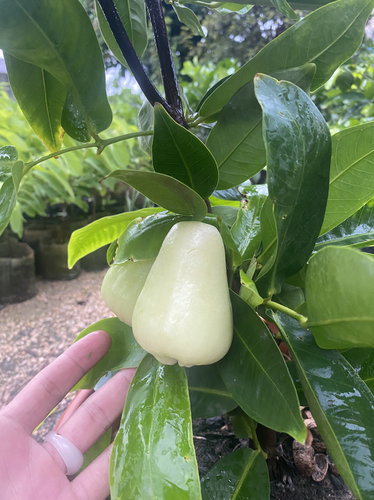 台湾新品种青钻莲雾苗 翡翠莲雾苗嫁接果树苗带土带叶子发货盆栽