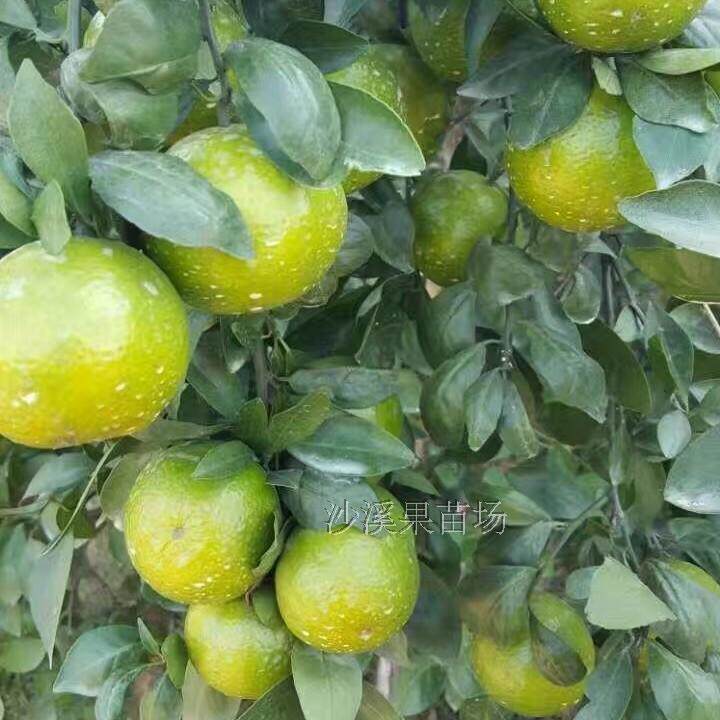 皇帝柑树苗 2年正宗德庆贡柑苗皇帝柑苗嫁接果苗贡柑果苗桔苗包邮