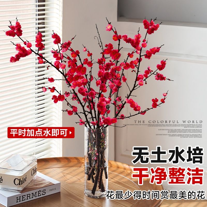 【两周爆花】水培红梅鲜切枝室内浓香耐寒花卉遇水开花桃枝年宵花