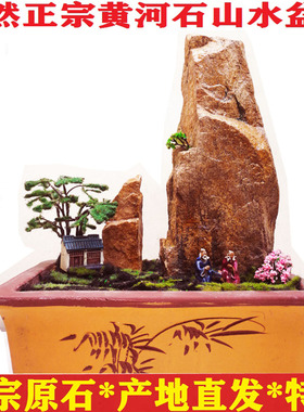 黄河天然原石黄蜡石植物山水盆景