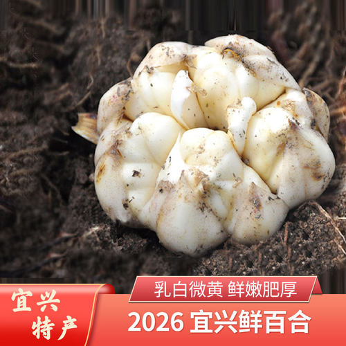 陶都优品2026宜兴百合药食同源