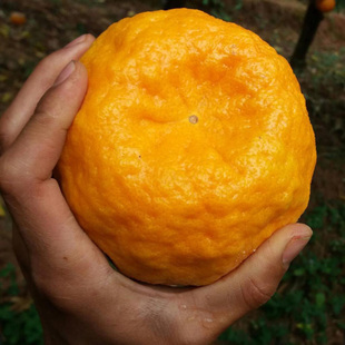 湖南果树苗嫁接果苗裸根柑桔苗品种无核芦柑桔子树苗常绿果树大味