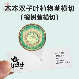 木本双子叶植物茎横切生物显微镜玻片中学生物观察玻片椴树茎横切
