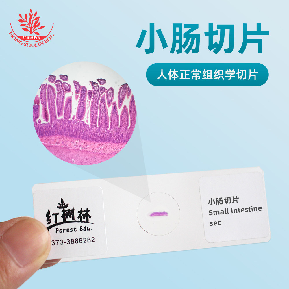 小肠切片生物玻片标本正常组织切片高教标准生物显微镜标本切片