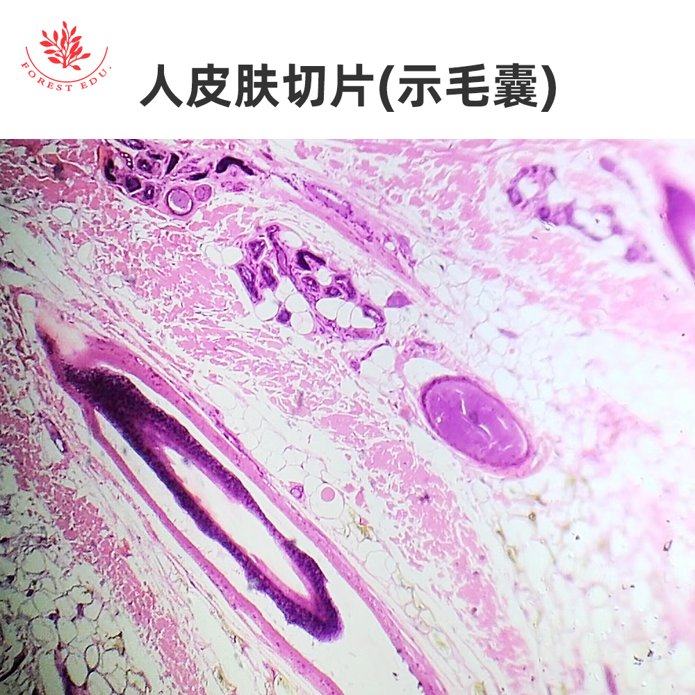 人皮肤切片示汗腺示毛囊触觉小体人手指横切环层小体教学显微玻片