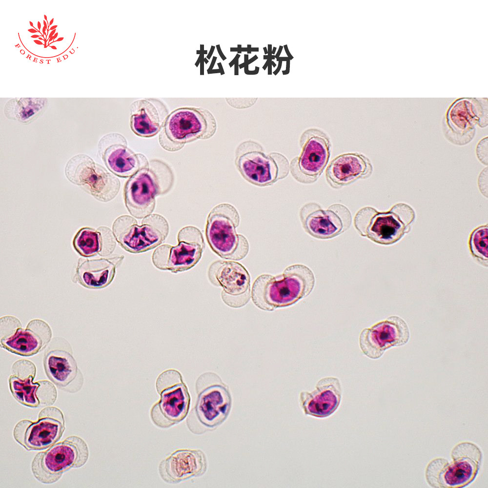 裸子植物时代显微玻片银杏叶切片松大孢子叶球纵切(雄球果)松花粉
