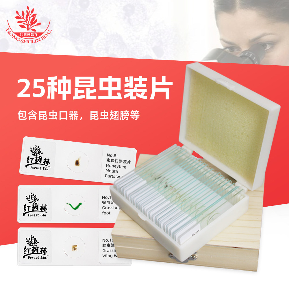 25片装昆虫类生物标本切片图片