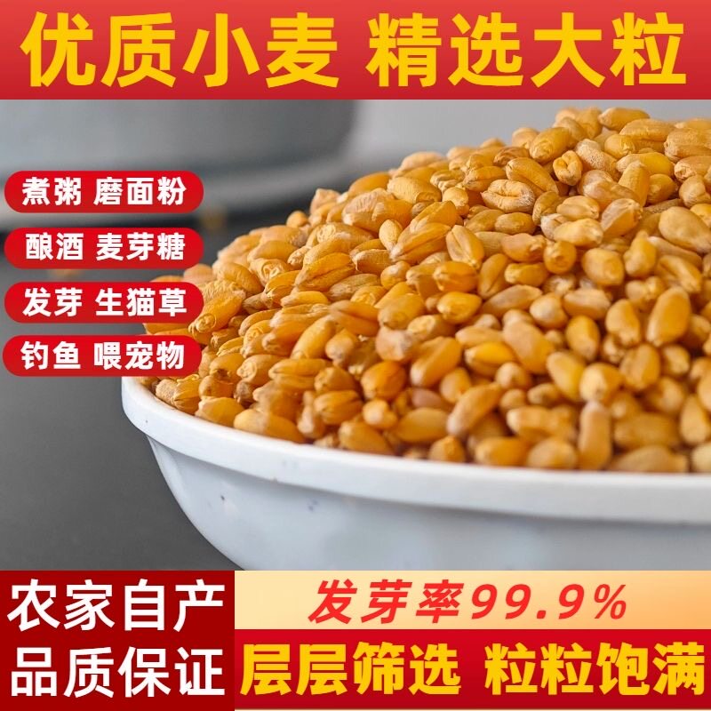 农家自种新小麦可食用可猫草