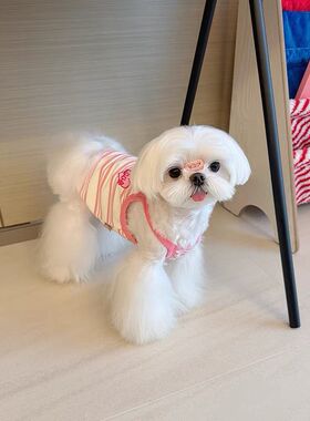 狗狗夏季薄款条纹背心防晒透气小型犬比熊博美泰迪宠物猫咪衣服