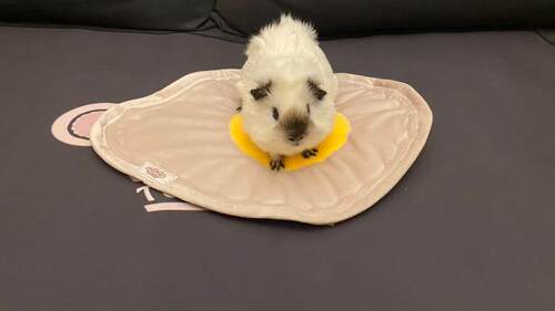豚鼠婆婆tspp荷兰猪宠物垫刺猬窝