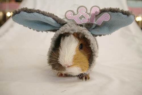 TSPP 【小驴装】豚鼠婆婆荷兰猪 天竺鼠 刺猬