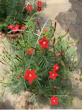 茑萝花种子爬藤植物四季播种开花易活室外庭院五角星花种籽子