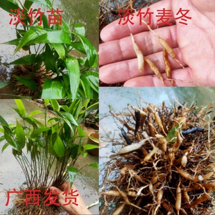 新鲜淡竹叶苗包邮 碎骨子 山鸡米 金鸡米 淡竹麦冬 山麦冬中草药