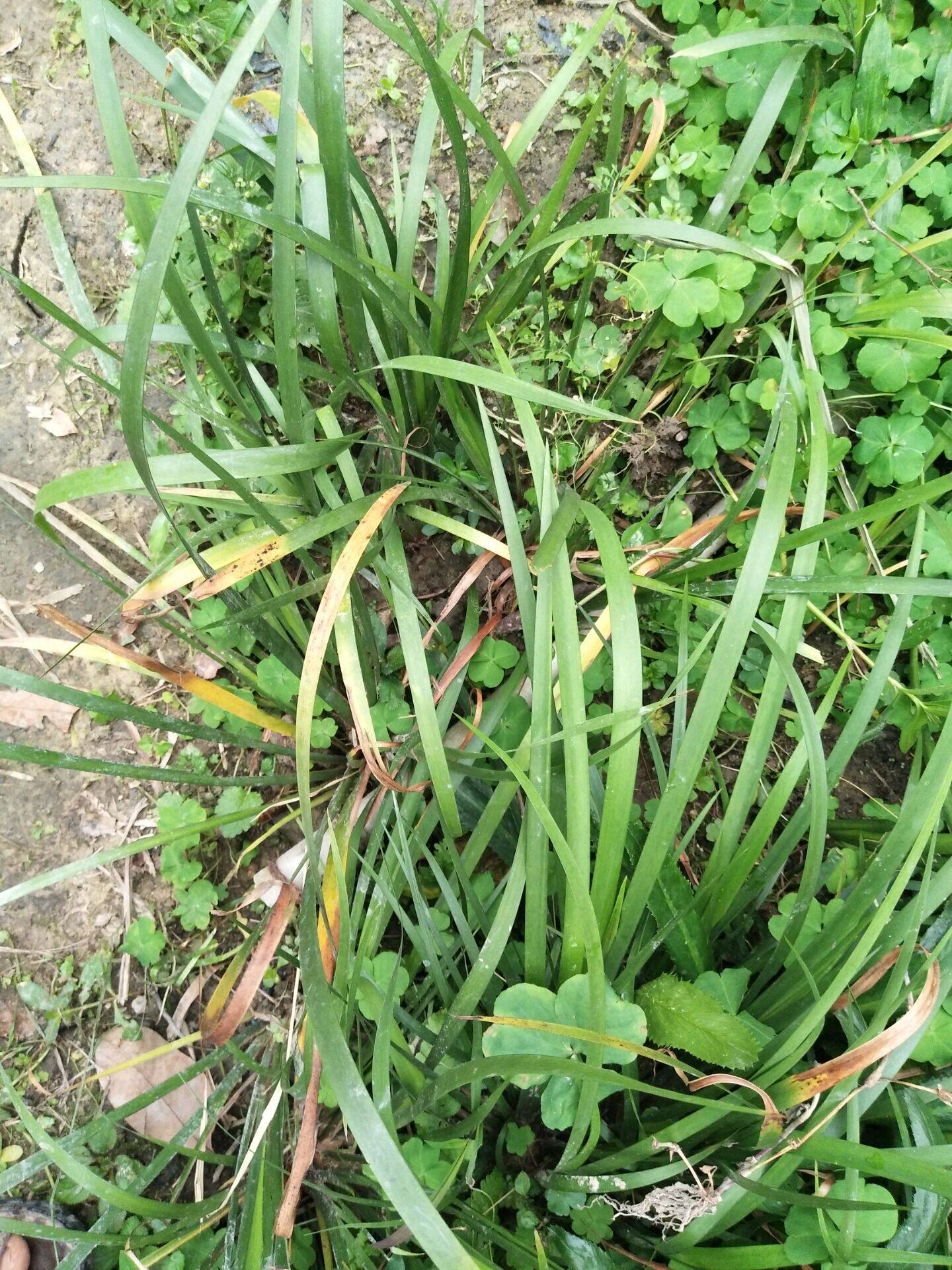 香茅草苗  香草苗 小香叶 茴香草苗食用香料焖炒香叶厨房八角香料