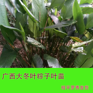 大粽叶苗包邮 新鲜粽叶苗 大冬叶 端午粽叶广西新鲜 粽叶大粽子