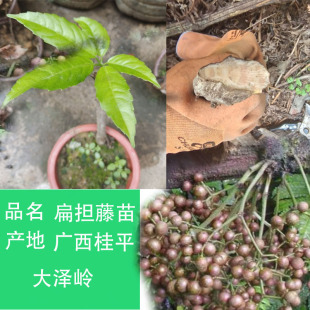 扁担藤苗扁藤大宽藤大芦藤铁带藤过江扁龙扁骨风腰带藤名贵中药材