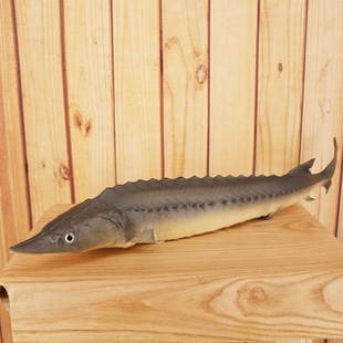 动物模型仿真中华鲟鱼PU假鱼餐厅装饰食品摆件摄影道具早教玩具