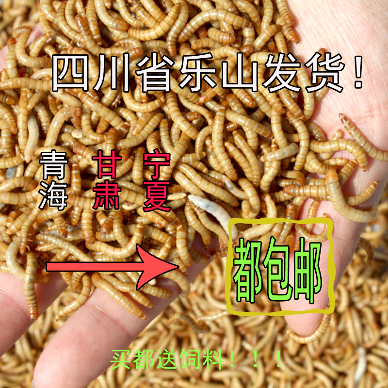 黄粉虫活体 鲜活虫面包虫活虫留种500g龟鸟食大麦虫活体养殖包邮