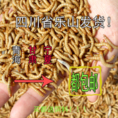 包邮 黄粉虫活体 鲜活虫面包虫活虫留种500g龟鸟食大麦虫活体养殖