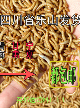黄粉虫活体面包虫留种鸟食大麦