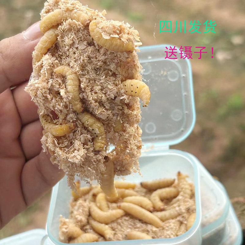 葡萄蜜虫 玉米虫大蜡螟生鲜活体守宫鸟食鱼粮蜥蜴仓鼠蜜袋鼯饲料