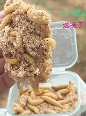 葡萄蜜虫 玉米虫大蜡螟生鲜活体守宫鸟食鱼粮蜥蜴仓鼠蜜袋鼯饲料