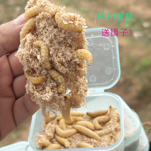 葡萄蜜虫 玉米虫大蜡螟生鲜活体守宫鸟食鱼粮蜥蜴仓鼠蜜袋鼯饲料