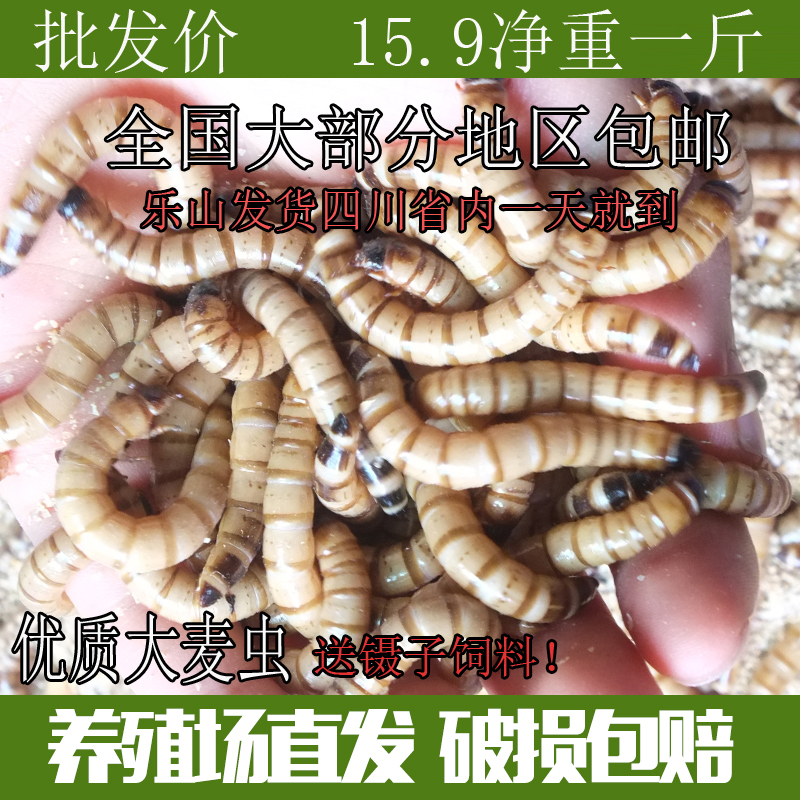 大麦虫活体 面包虫活虫黄粉虫鲜活 金龙鱼仓鼠画眉鸟龟鹦鹉食包邮