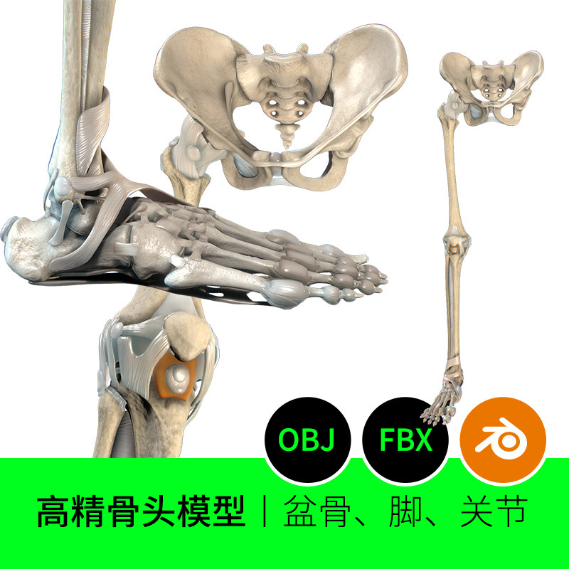 腿骨盆骨骨头解剖3d模型素材下载脚大腿小腿关节objfbxblender127