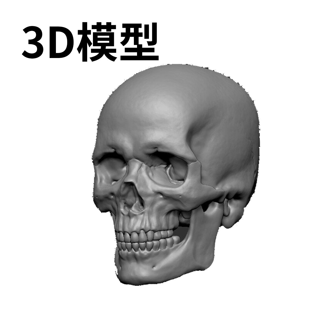 70-人类头骨模型五官解剖雕塑石膏像三维3DC4D设计素材OBJ文件