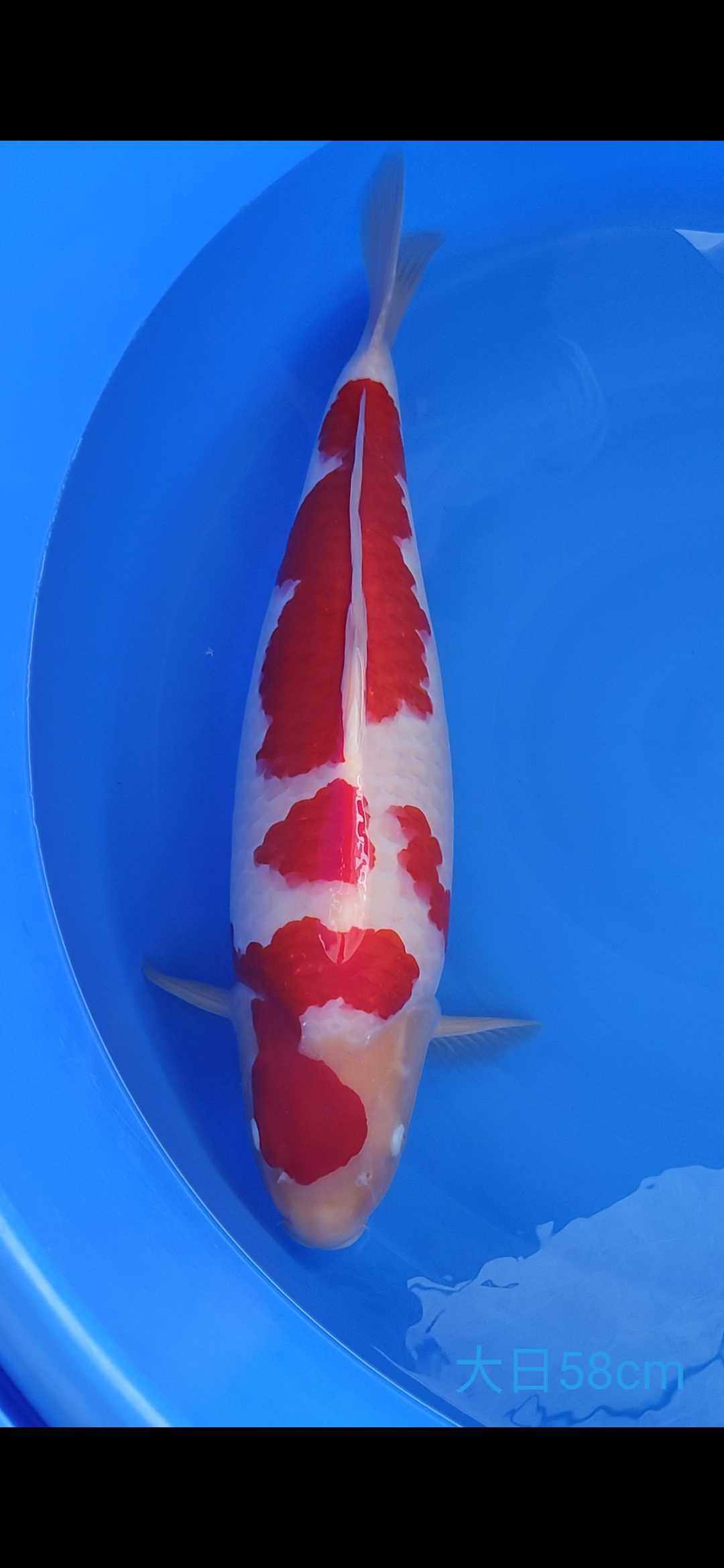 日本进口锦鲤鱼 纯种 高端 红白 昭和锦鲤 多品种优选